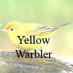 Yellow Warbler
