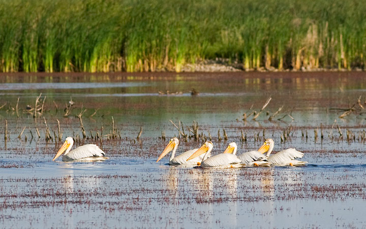 American White Pelican