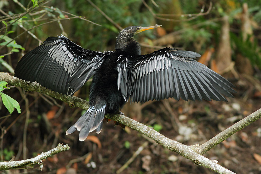 Anhinga