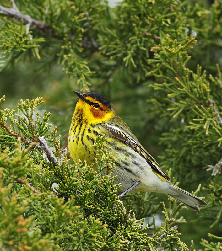 Cape May Warbler