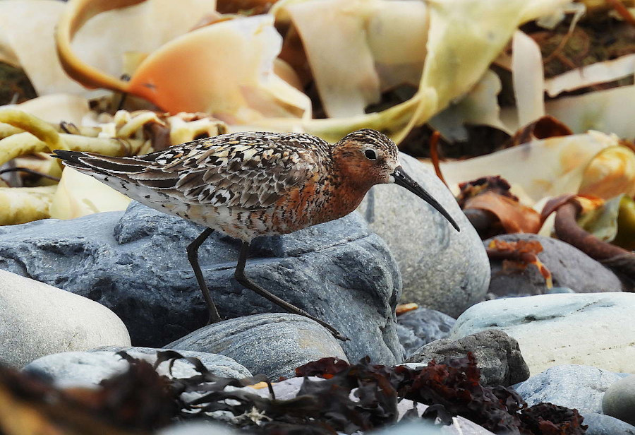 Curlew Sandpiper
