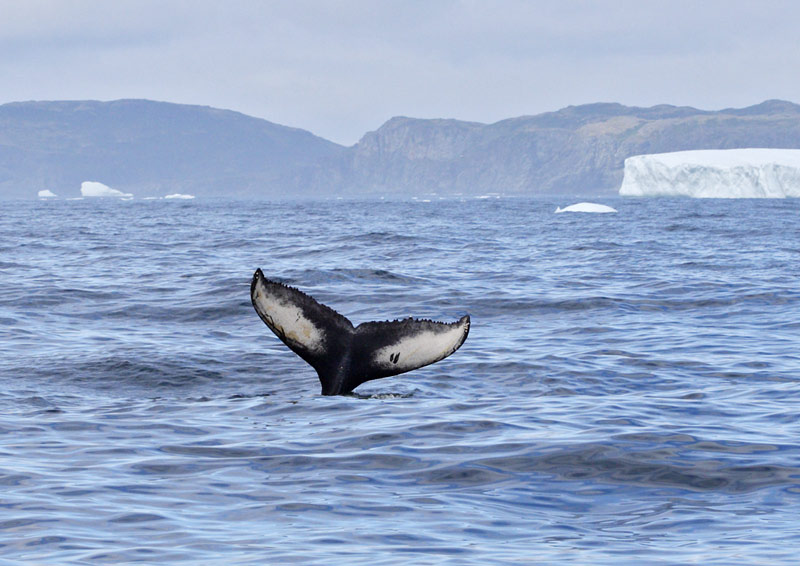 Humpback Whale, St. Anthony, 