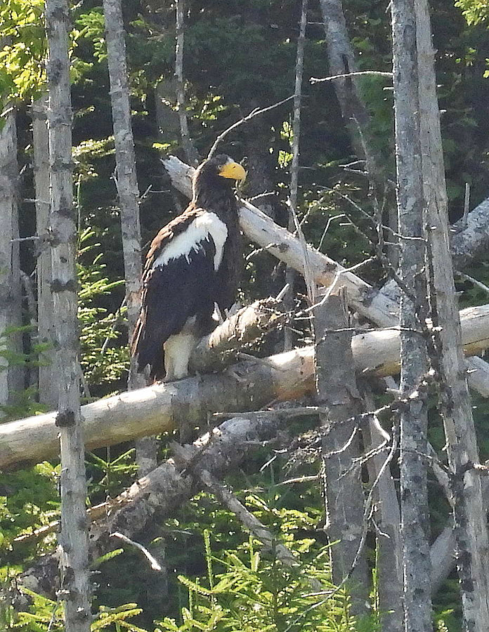 Steller's Sea-Eagle