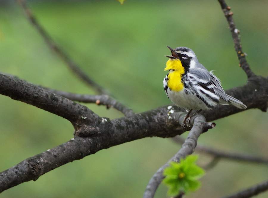 Yellow-throated Warbler